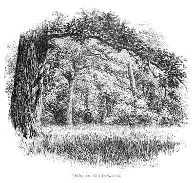 Oaks in Boldrewood by Walter Crane